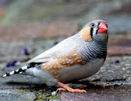 Zebra Finch