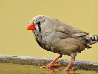 Zebra Finch