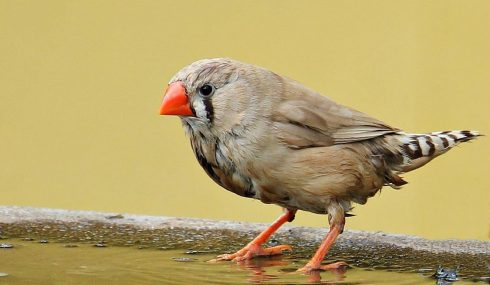 Zebra Finch