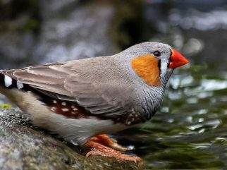 Zebra Finch