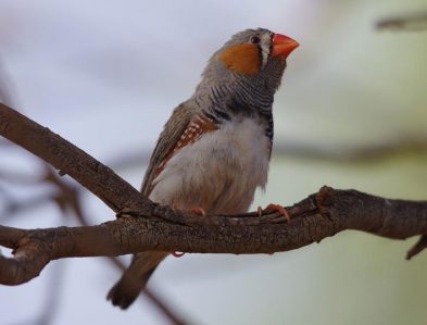 Zebra Finch