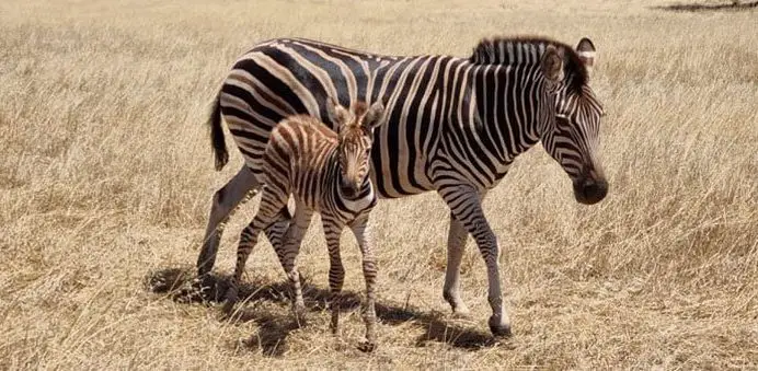 Zebra Foal Monarto Safari Park
