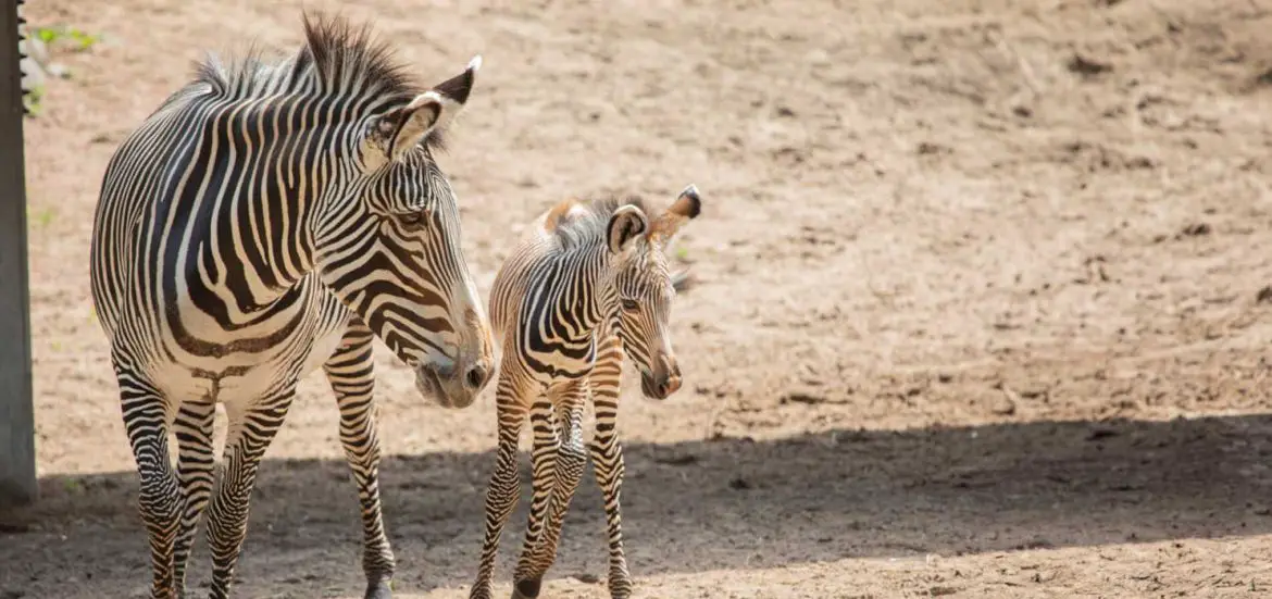 Zebra Foal at Lincoln Park Zoo