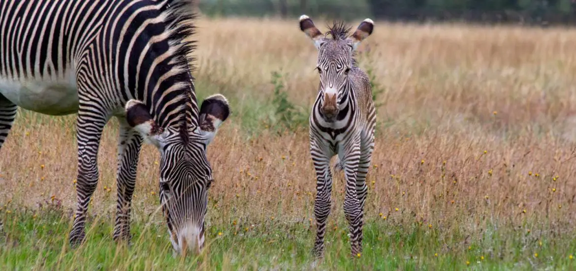 Zebra Foal at ZSL Whipsnade Zoo