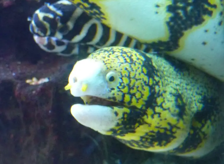 Zebra Moray Eel (Gymnomuraena zebra)