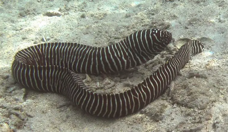 Zebra Moray Eel (Gymnomuraena zebra)