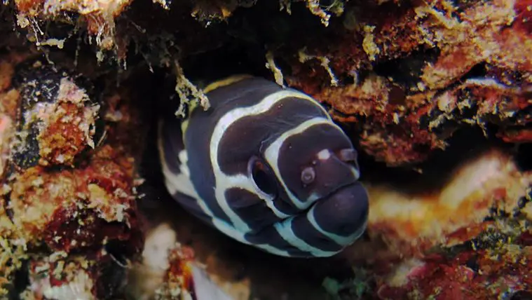 Zebra Moray Eel (Gymnomuraena zebra)