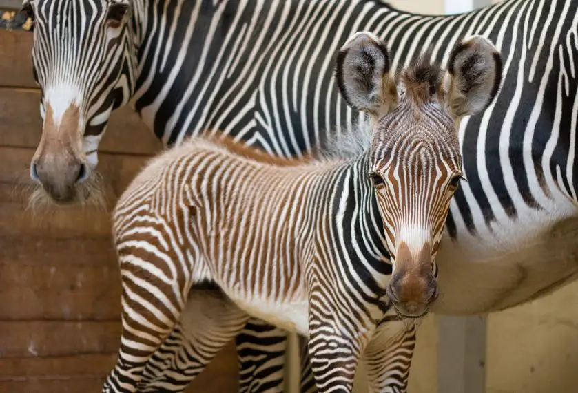 toronto zoo zebra foal