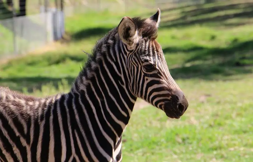 zebra foal taronga western plains zoo