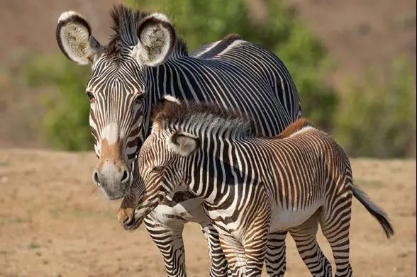 san diego zoo safari park zebra foals