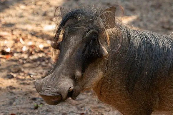 warthog zoo atlanta
