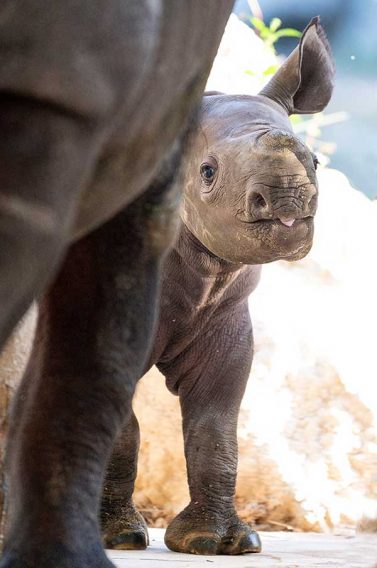 Black rhino born at Zoo Miami