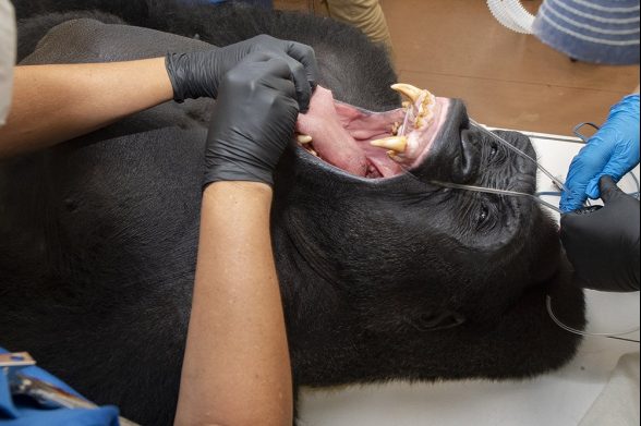 dentistry zoo miami