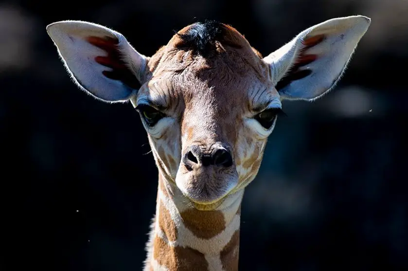 Zoo Miami giraffe calf