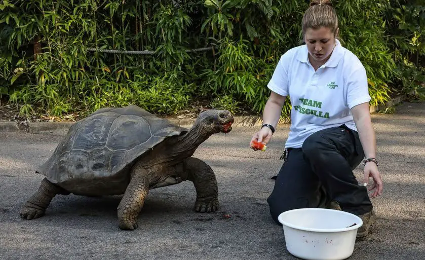 Galapagos Giant Tortoises Move Home at ZSL London Zoo