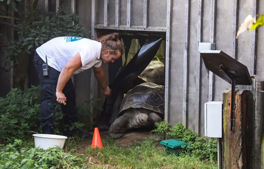 Galapagos Giant Tortoises Move Home at ZSL London Zoo
