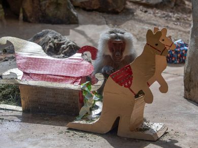 adelaide zoo christmas