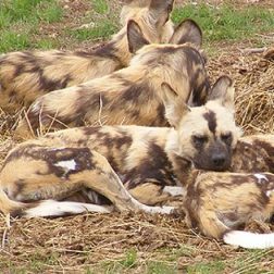 African Wild Dogs