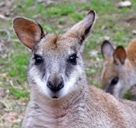 agile wallaby