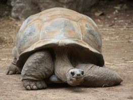 aldabra giant tortoise