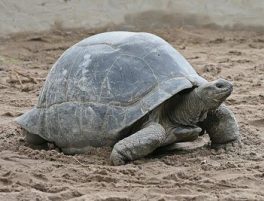 aldabra giant tortoise