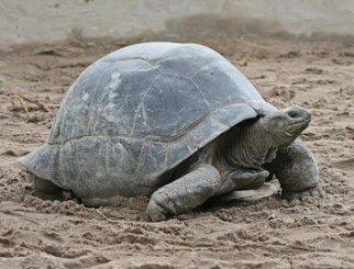 aldabra giant tortoise