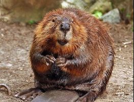 american beaver