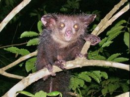aye aye