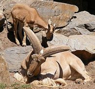 animals