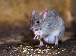 brush tailed bettong