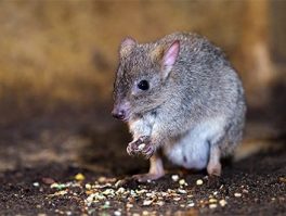 brush tailed bettong