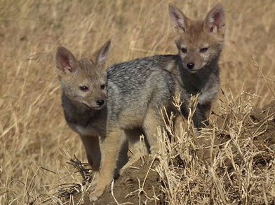 black backed jackal