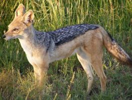 black backed jackal