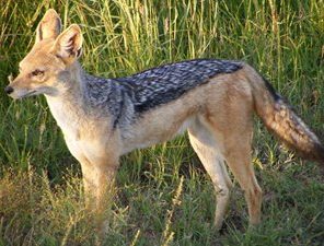 black backed jackal