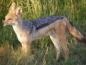 black backed jackal