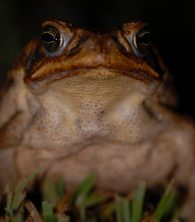 cane toad