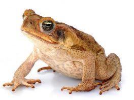 cane toad