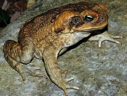 cane toad