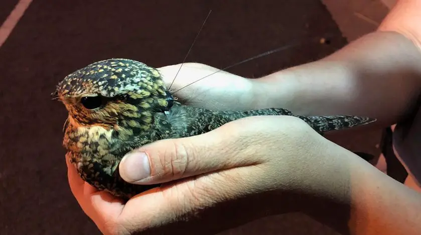 a common nighthawk with a transmitter