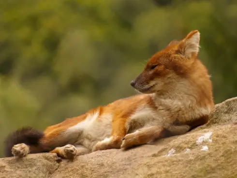 dhole