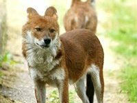 dhole