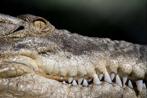 wildlife warriors crocodile research
