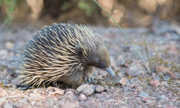 The echidna is a Monotreme