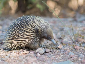 The echidna is a Monotreme