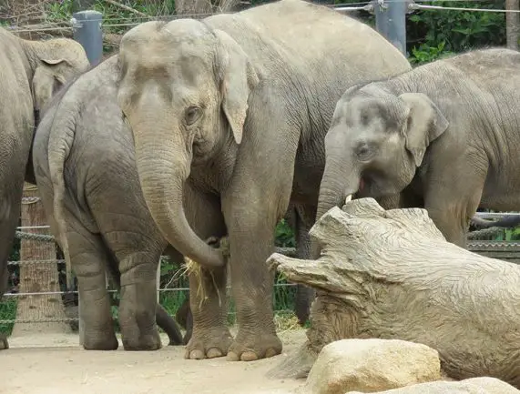 animal group