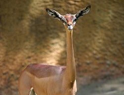 gerenuk