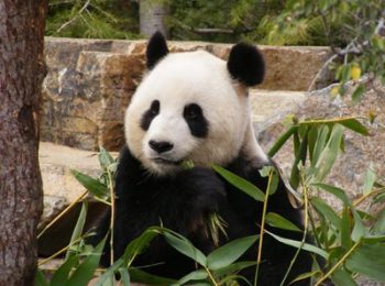 giant panda