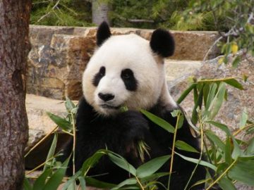 giant panda