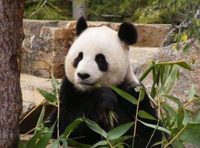 Animal Facts, News, Zoo Reviews & Animal Causes