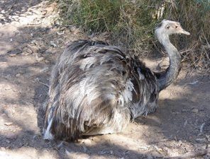 greater rhea